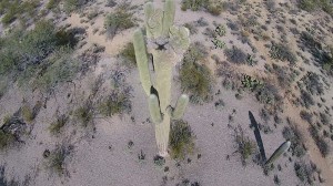 Crested Saguaro, Tucson Mt. Park, Tucson, AZ: The Crested Saguaro in a 1 in 1,000,000 mutation. Note the shadow of the drone in the middle of of the crest.
