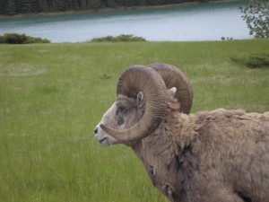 Big Horned Sheep, Banff, British Columbia, Canada