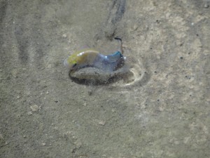 Desert pup fish mating in Salt Creek, Death Valley, CA. This water is 5 times salter than the ocean and can reach temperatures over 100 degrees f.