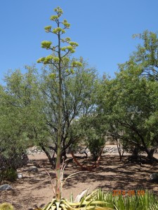 Century Plant Blooming, Tucson, AZ